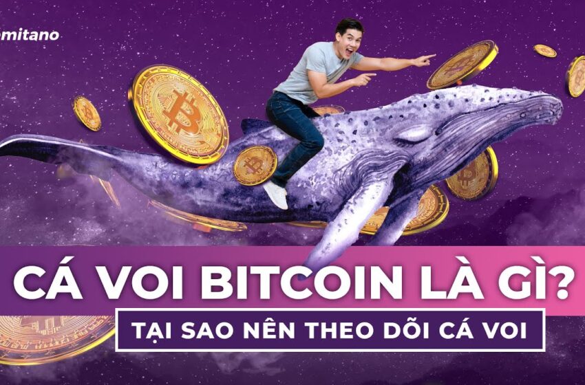  Cá voi Bitcoin là gì và cách theo dõi cá voi Bitcoin là gì?